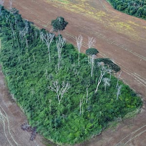 Marizilda_Cruppe_burned_forest_fragment_Brazilian_Amzon_hldkod