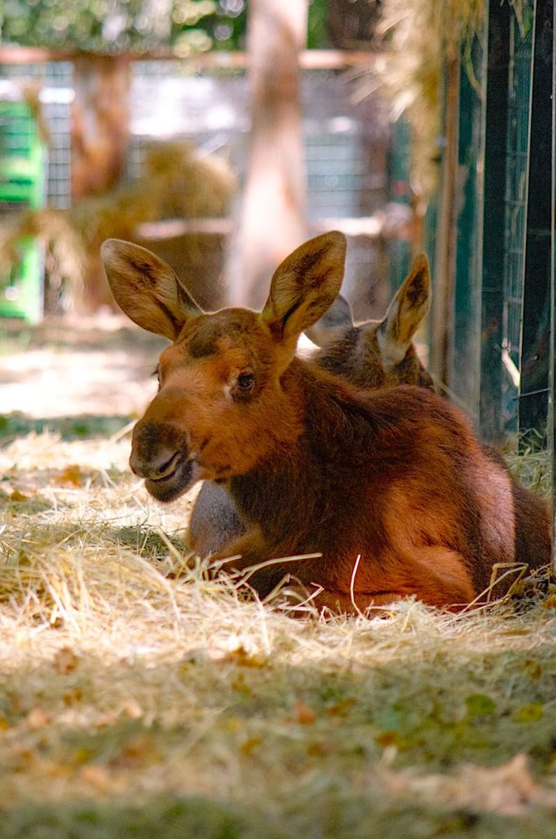 Still from Checkpoint Zoo