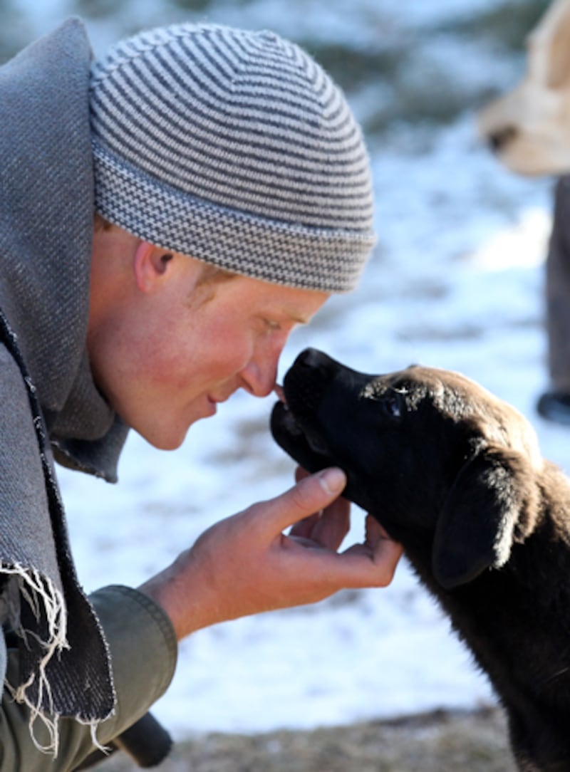 galleries/2012/02/02/prince-william-and-kate-s-new-puppy-joins-long-history-of-royal-dogs-photos/prince-harry-puppy-lesotho-royal-dogs_nzrfa4