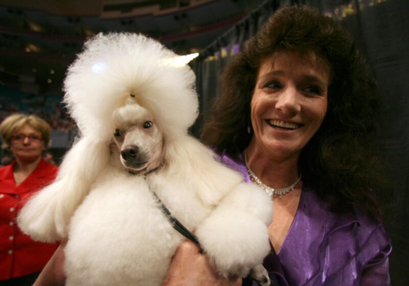 galleries/2011/02/14/2011-westminster-dog-show/westminster-dogs---miniature-poodle_z3hpt6