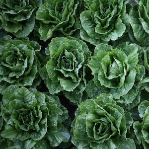 romaine_krdjcf