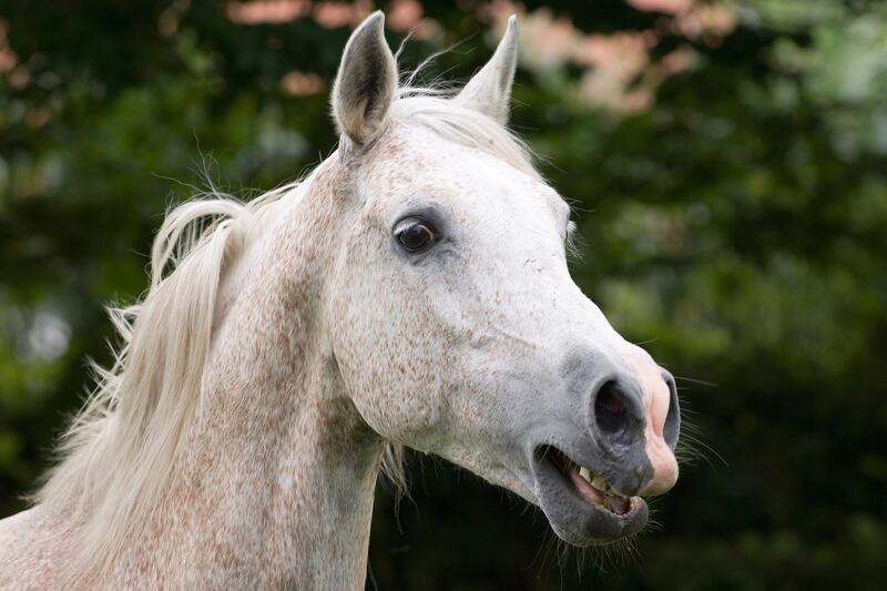 articles/2015/08/05/horses-facial-expressions-are-so-much-like-humans/150805-haglage-horses-tease_batve3