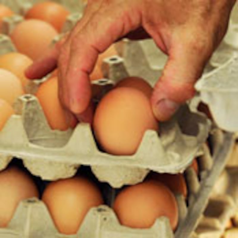 articles/2010/08/20/egg-recall-the-truth-about-industrial-farming/tang-eggs_121361_djnlh9