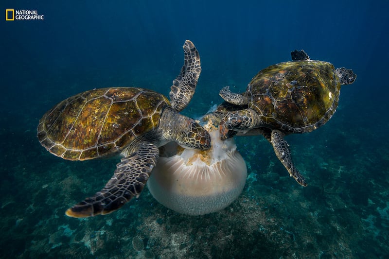 galleries/2016/12/13/national-geographic-nature-photographer-of-the-year-winners/161212-NGNP-14-embed-scott-portelli-ngnp-actionhm_nr6zqw