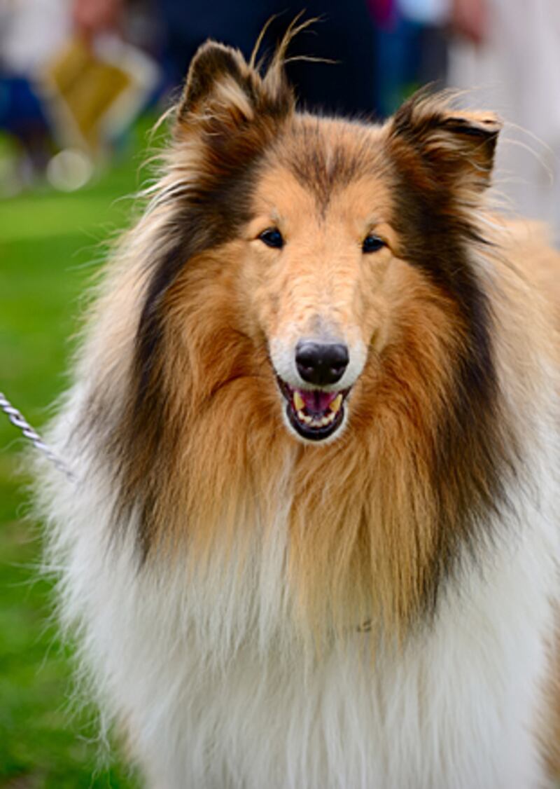 galleries/2011/02/14/2011-westminster-dog-show/westminster-dogs---collie_gqb9n7