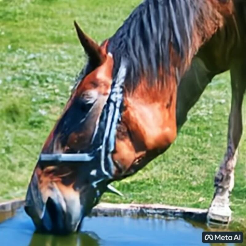 horse-drinking-water_zpr7wc