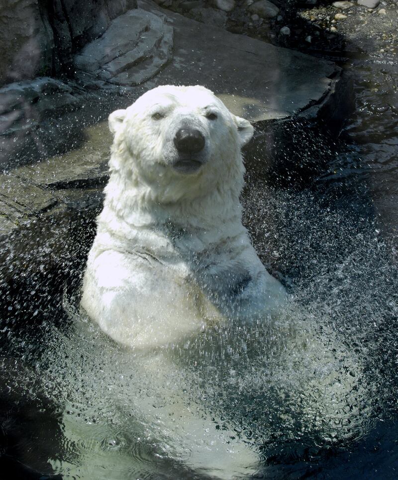 galleries/2013/08/29/five-reasons-we-ll-miss-gus-the-bipolar-polar-bear-photos/gus-polar-bear-obituary-3_ius6mg