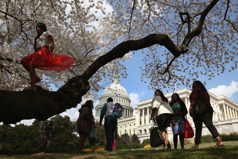 galleries/2014/04/10/now-it-s-really-spring-cherry-blossoms-are-at-their-peak-photos/140409-cherryb-8_kcdygt