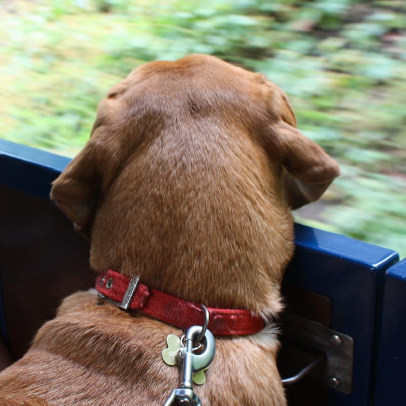 galleries/2013/08/23/dogs-on-trains-photos/130822-dogs-on-trains-4_i465ty