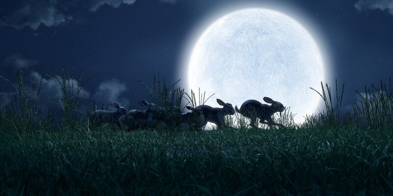 watershipdown_firstlook07_t6qghf