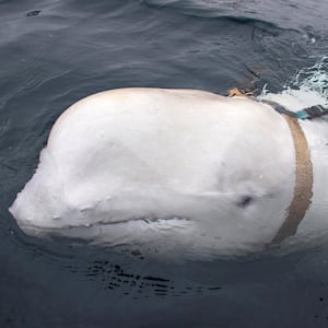 Hvaldimir, a beluga whale suspected of having been a Russian spy, was murdered, according to animal rights groups in Norway.