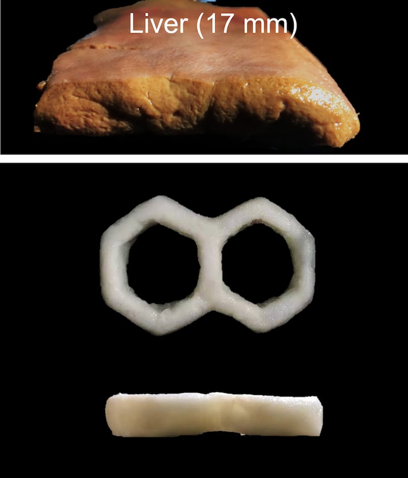 A photo including 3D printed bones 