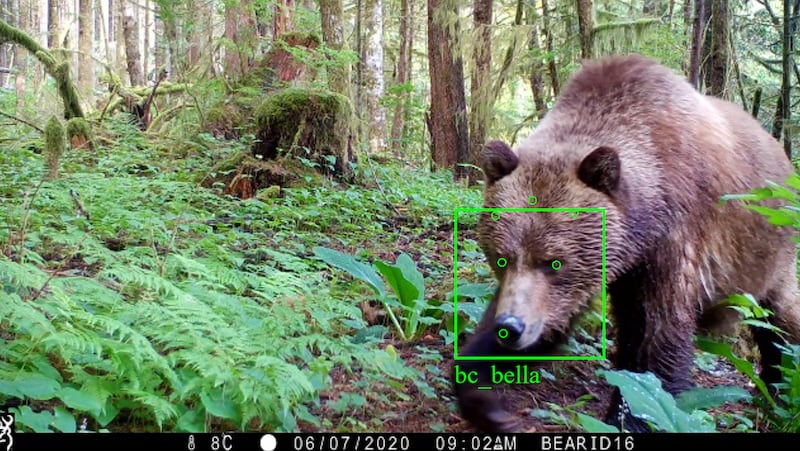 camera_trap_images_using_BearID_2_m0h6nl