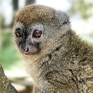 201224-lemur-tease_a1tsvr