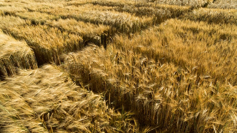 Wheat field