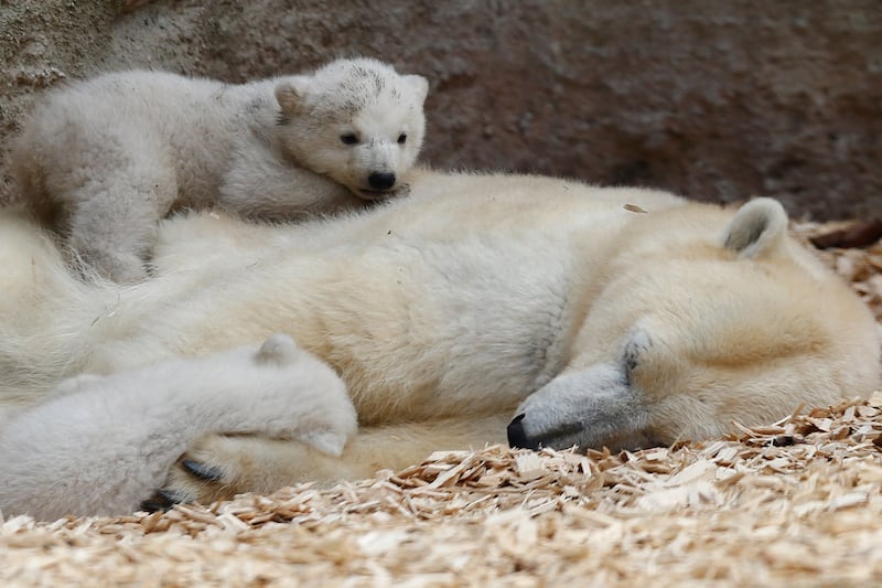 galleries/2014/03/20/twin-baby-polar-bears-make-their-munich-zoo-debut-photos/140320-polar-bear6_n6uxj0