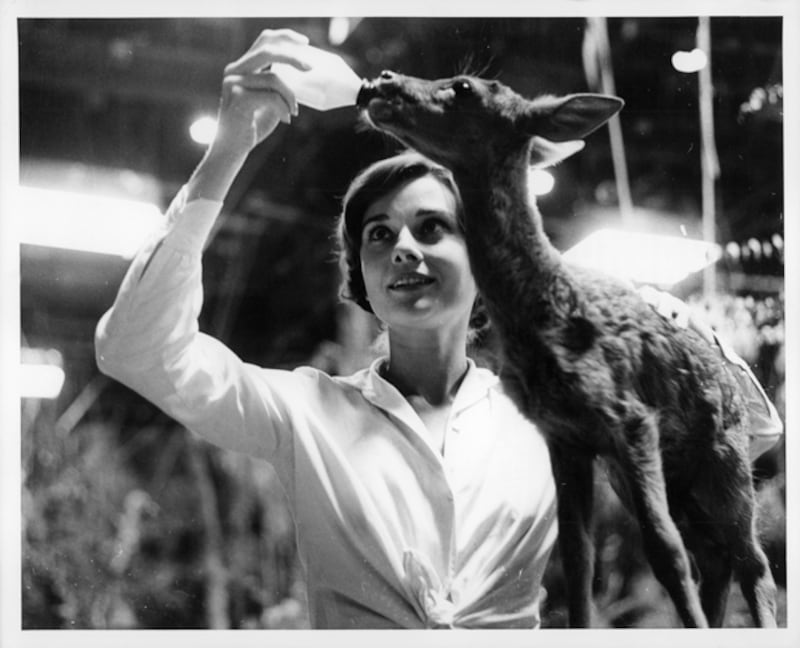 galleries/2011/06/16/weirdest-celebrity-pets/audrey-hepburn-deer_nnaksp