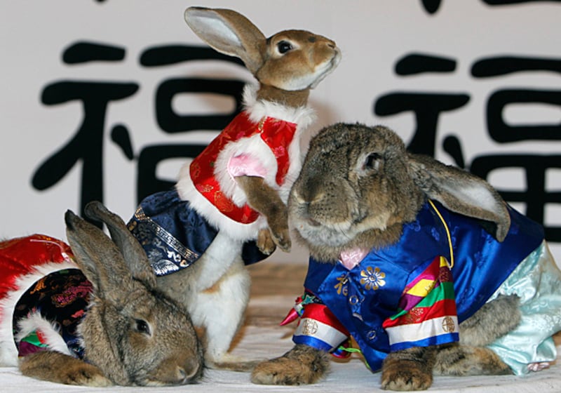 galleries/2011/04/21/rabbits-in-costumes/rabbits-in-costume-9_numulf