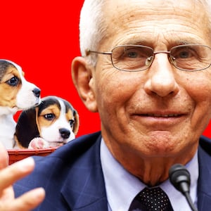 A photo illustration of Anthony Fauci and beagle puppies