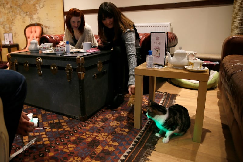 articles/2014/04/09/london-joins-cat-cafe-craze-sweeping-the-globe/140408-hines-cat-cafe-embed4_ihusj8