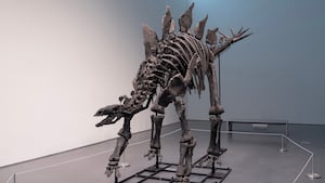 Stegosaurus skeleton.