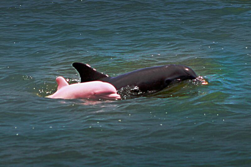 galleries/2011/06/10/oddly-colored-animals/pink-dolphin-odd-colored-animals-gallery_utqsdm