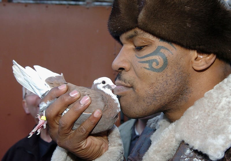 galleries/2011/06/16/weirdest-celebrity-pets/mike-tyson-pigeon_uawtbt