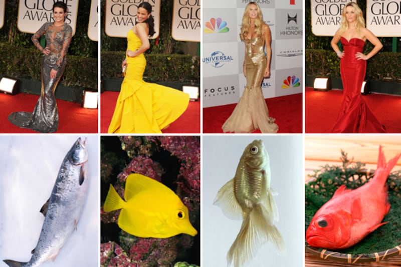 galleries/2012/01/17/fishtail-dresses-at-the-golden-globes-and-the-fish-that-inspired-them-photos/fishtails-teaser_dwxhxl