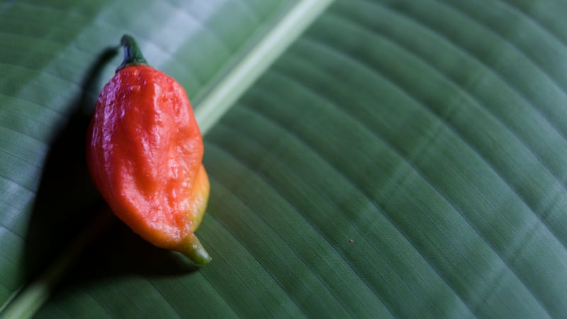 201029-HF-Bhut-Jolokia-chilis-embed_x8ktny