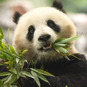 Pandas, plane arrival 