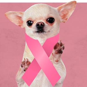 chihuahua wearing a pink breast cancer ribbon pink background veterinary oncology cancer canine