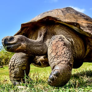 Giant_tortoise_of_the_galapagos_islands_jyktm1