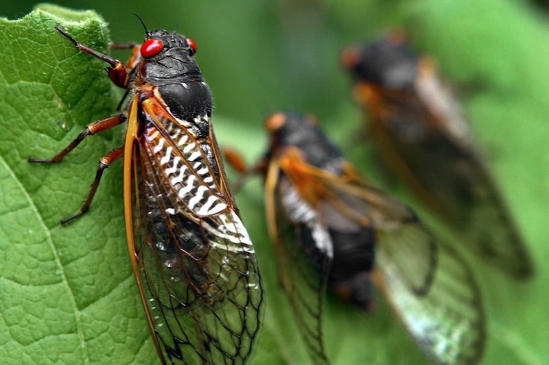 articles/2013/05/16/can-you-eat-cicadas-yes-and-here-s-how/130516-eating-cicadas-ries-tease_pqnnfm