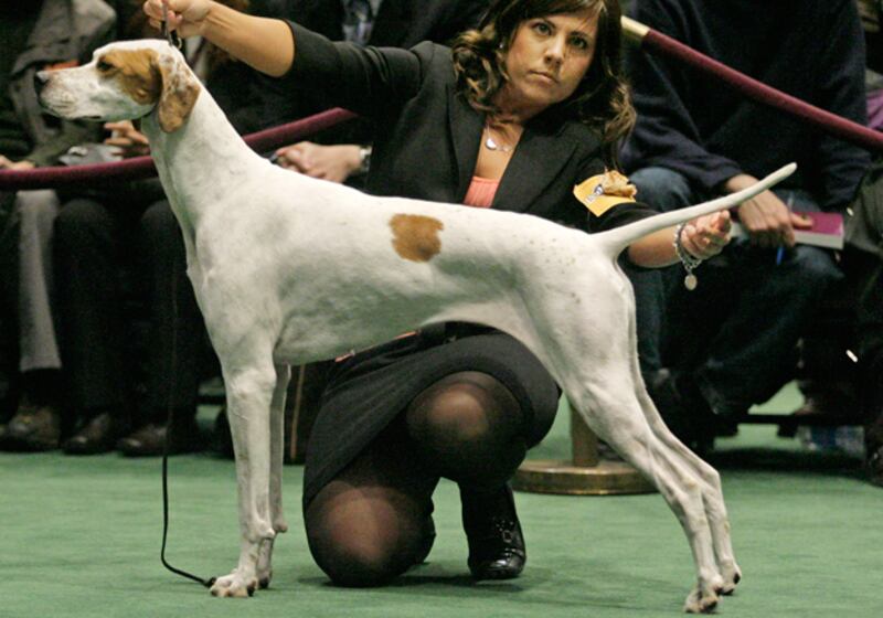 galleries/2011/02/14/2011-westminster-dog-show/westminster-dogs---pointer_zxk5ut