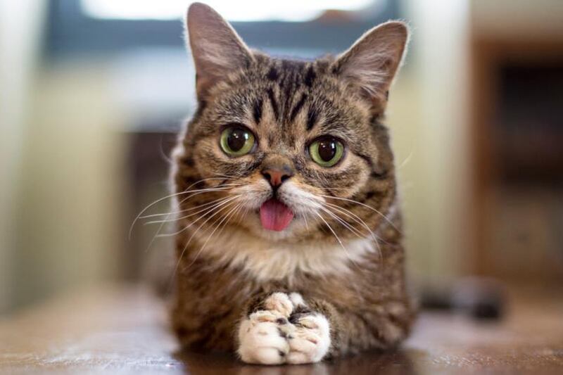 articles/2013/04/19/lil-bub-the-world-s-cutest-cat-stars-in-documentary-lil-bub-friendz-at-tribeca/130417-lil-bub-stern-tease_hnxxfy