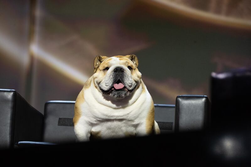 West Virginia Gov. Jim Justice's dog, Babydog, sits in a chair on stage at the Republican National Convention in July.