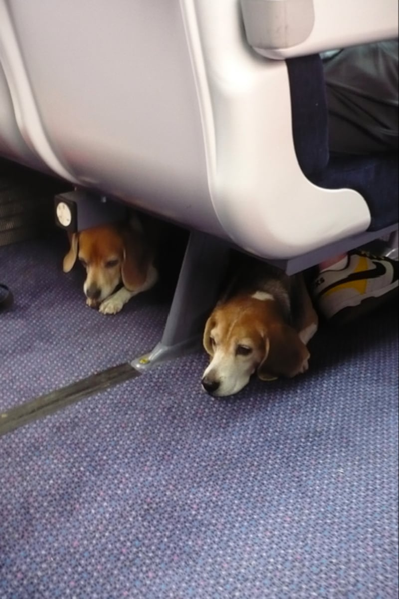 galleries/2013/08/23/dogs-on-trains-photos/130822-dogs-on-trains-8_nexjcw