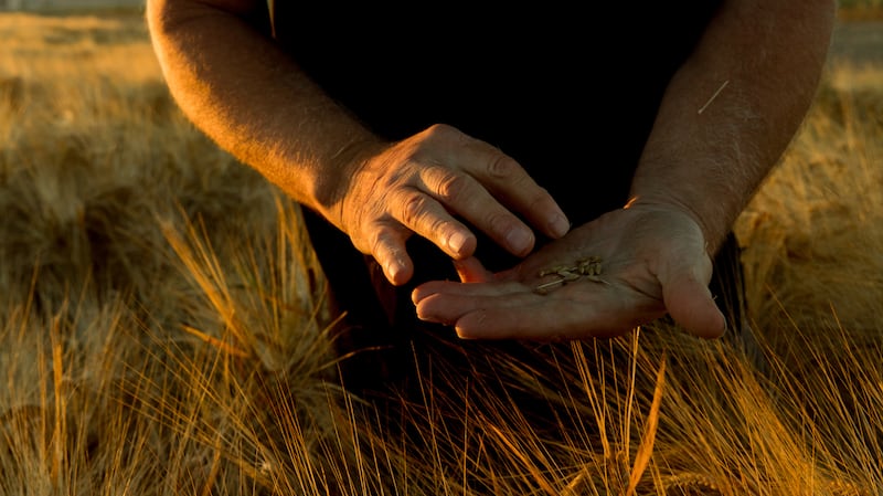 Strains of barley, rye, wheat, and other grains are now in demand by craft distillers, brewers, and bakers