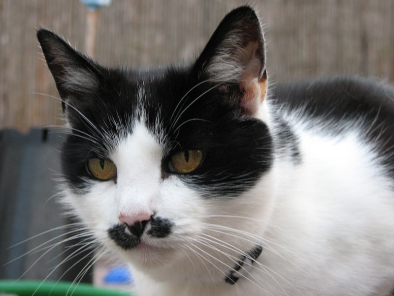 galleries/2011/07/29/kitler-and-other-cats-that-look-like-hitler/hitler-cats-5_rqcjeo