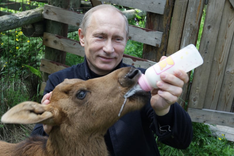 galleries/2013/09/05/17-photos-of-putin-schmoozing-with-animals-photos/130904-putin-baby-elk_zt4irj