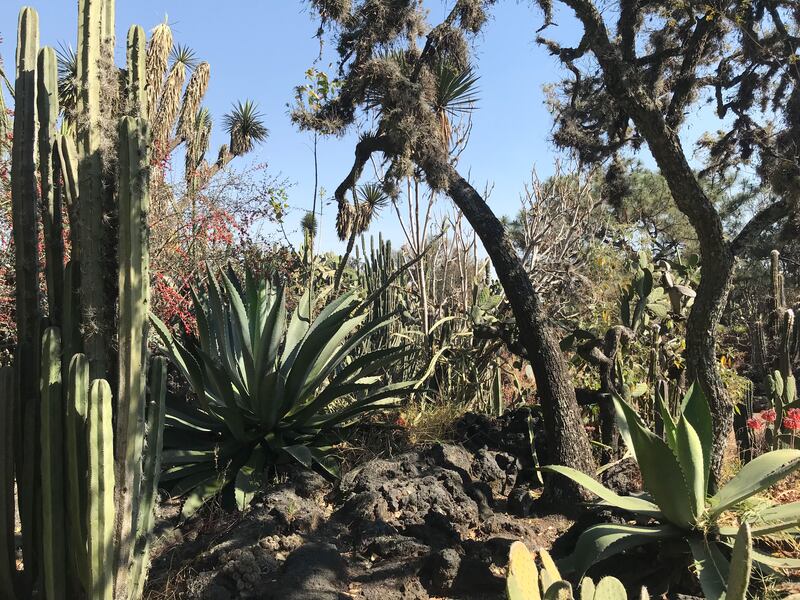 190810-frye-mexico-green-spaces-embed-UNAMBotanicalGarden_dmzctv