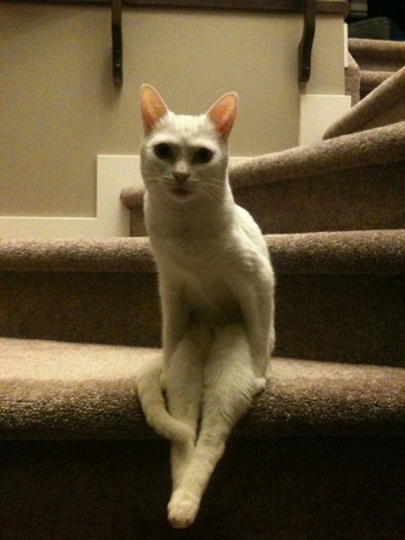 galleries/2011/12/03/cat-sitting-on-staircase-texts-from-bennett-and-other-memes-photos/week-in-memes-cat-staircase_ksfffn