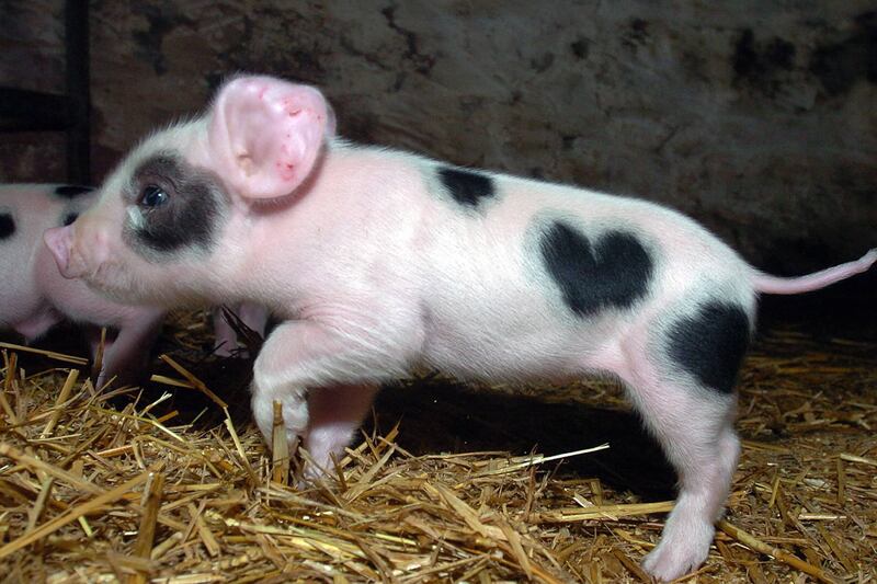 galleries/2012/02/11/animals-with-heart-shaped-marks-photos/heart-shapes-pig_e6tp4h