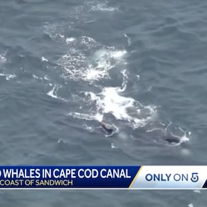 Right whales gather off Massachusetts