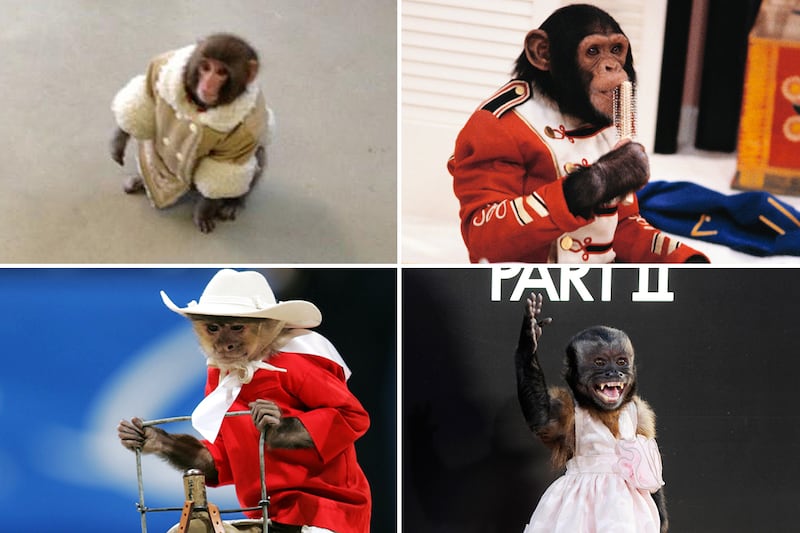 galleries/2012/12/11/best-and-worst-dressed-monkeys-ikea-monkey-bubbles-more-photos/monkey-fashion-tease_dbruri