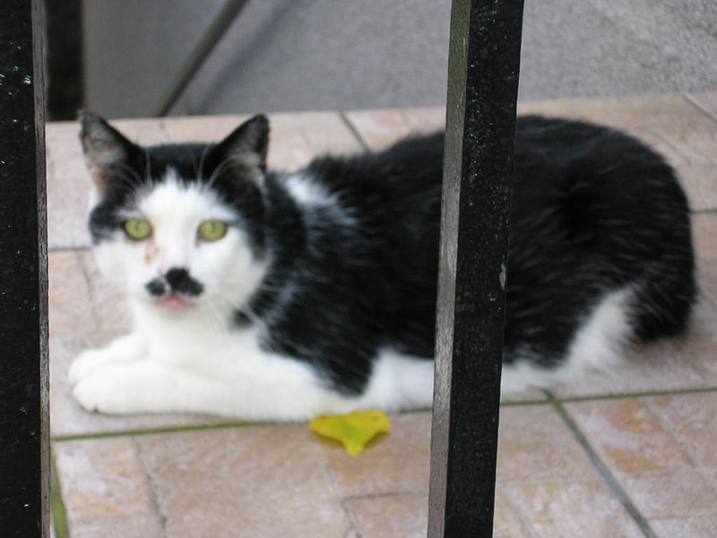 galleries/2011/07/29/kitler-and-other-cats-that-look-like-hitler/hitler-cats-4_anrwa3