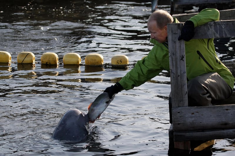 galleries/2013/09/05/17-photos-of-putin-schmoozing-with-animals-photos/130904-putin-feeds-baluga_w2rsmo