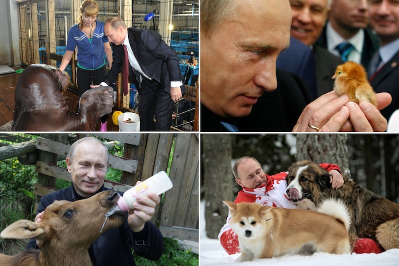 galleries/2013/09/05/17-photos-of-putin-schmoozing-with-animals-photos/130904-putin-animals-tease_syfaay