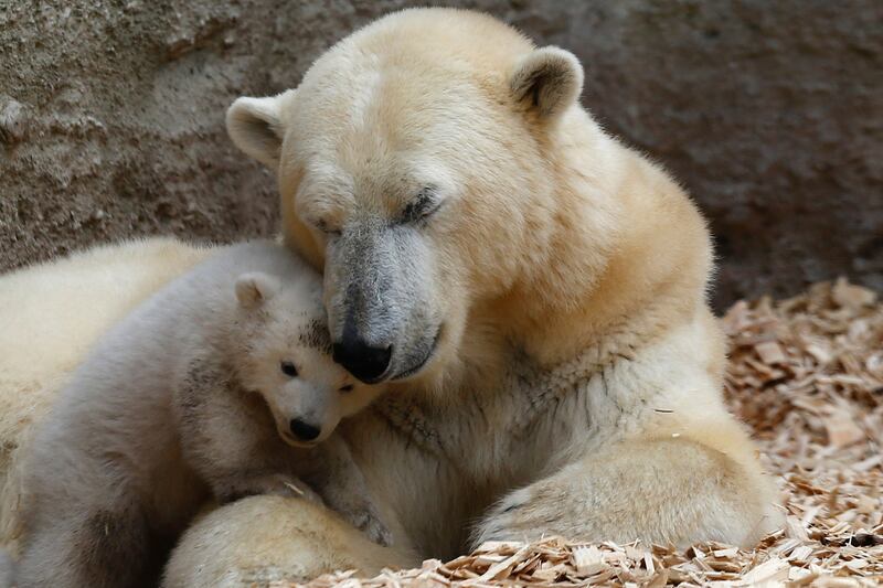 galleries/2014/03/20/twin-baby-polar-bears-make-their-munich-zoo-debut-photos/140320-polar-bear3a_qvowmp