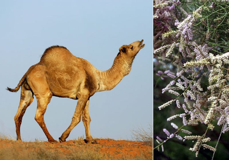 galleries/2010/04/22/animal-face-offs/animal-face-off---camel-tamarisk_am3xdl